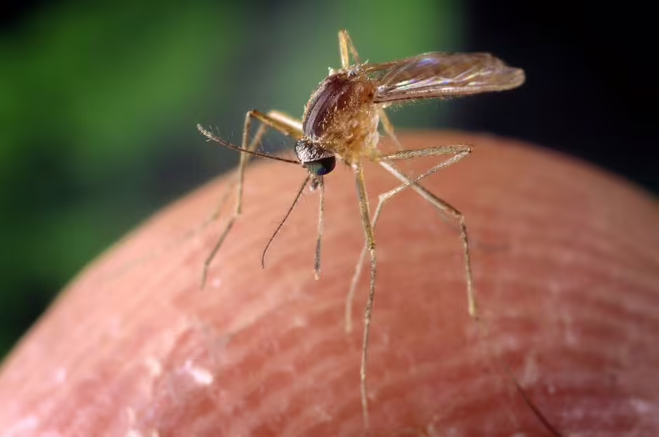 "Mosquitoes on the Move: 21 Species Now Thriving in More Parts of the UK Amid Climate Shift"